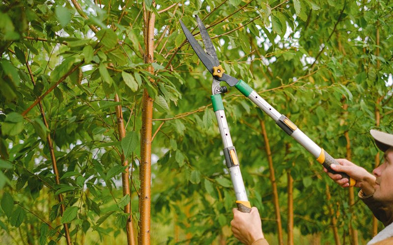 Tree trimming in Alexander, IA